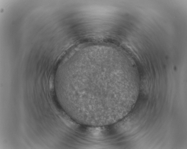 X0000088390131200706121219