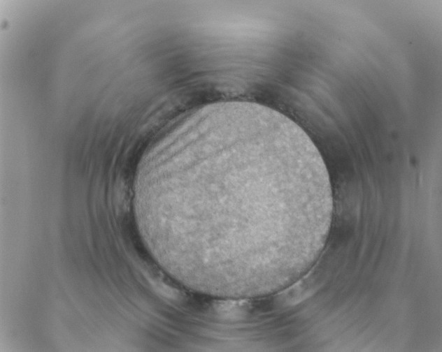 X0000088390136200706121219