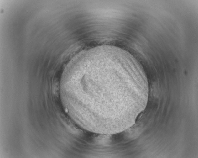 X0000088390138200706121219