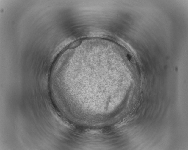 X0000088390155200706121219