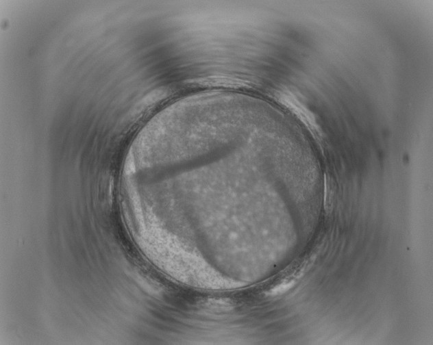 X0000088390157200706121219