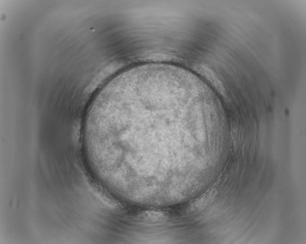 X0000088390159200706121219