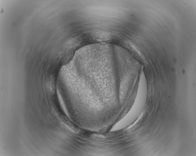 X0000088390170200706121219