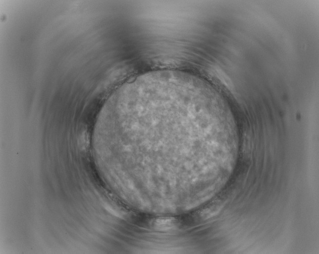 X0000088390173200706121219