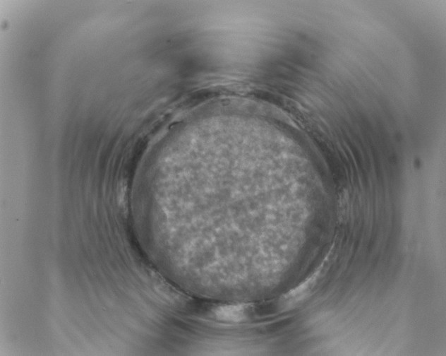 X0000088390178200706121219