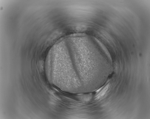 X0000088390184200706121219