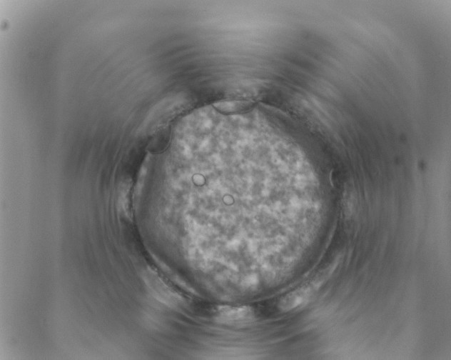 X0000088390185200706121219