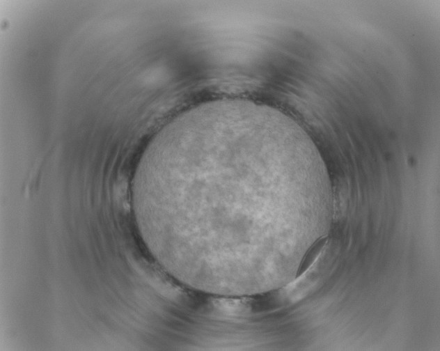 X0000088390187200706121219