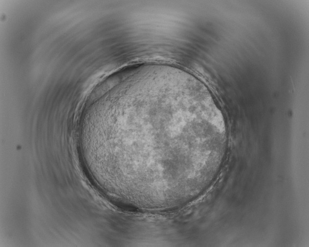 X0000088390193200706121218