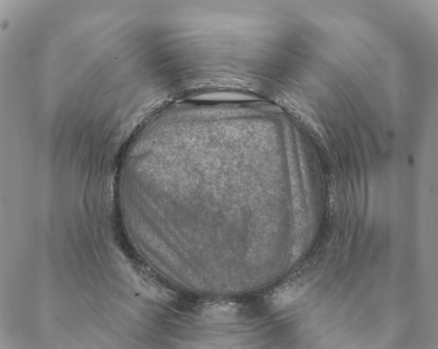 X0000088390206200706121218