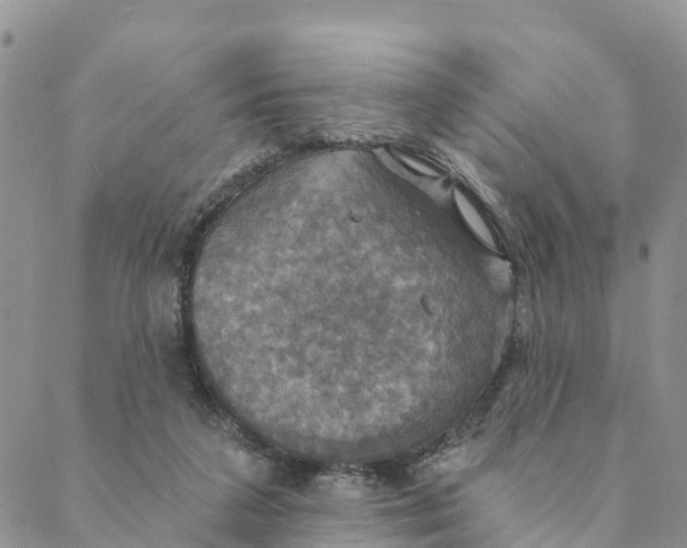 X0000088390211200706121218