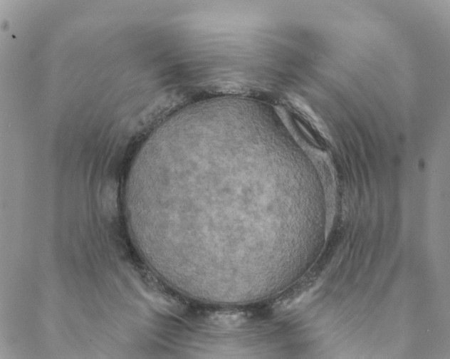 X0000088390213200706121218