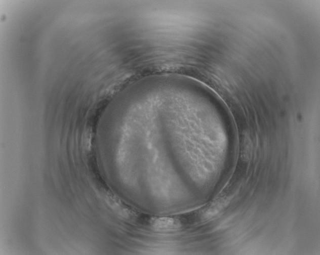 X0000088390230200706121218