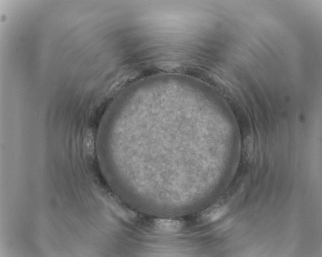 X0000088390234200706121218