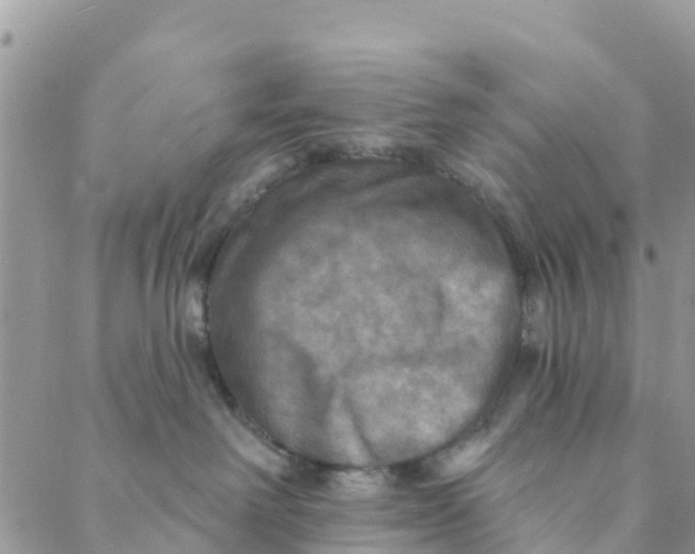 X0000088390238200706121218