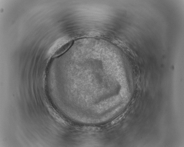 X0000088390242200706121217