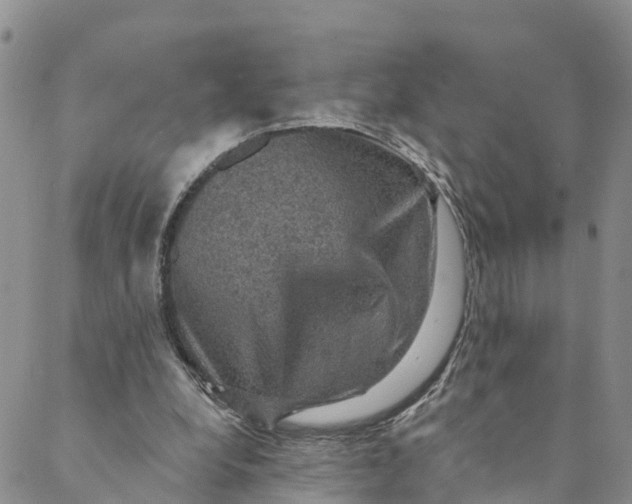 X0000088390248200706121217