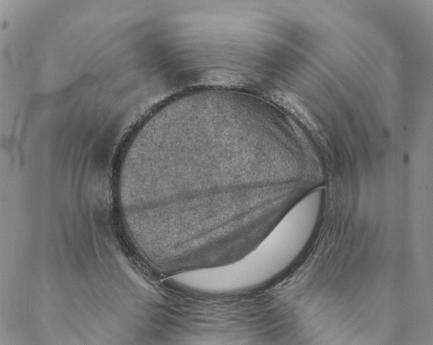 X0000088390252200706121217