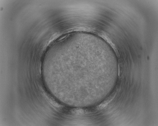 X0000088390253200706121217