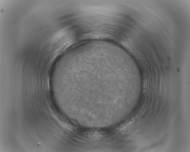 X0000088390254200706121217