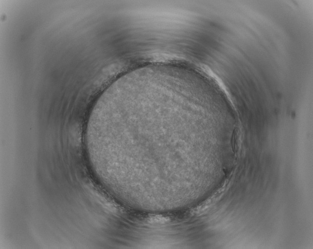 X0000088390257200706121217