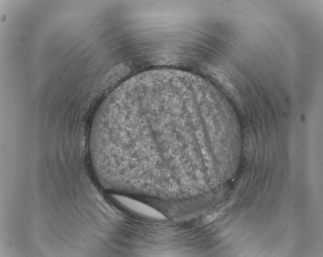 X0000088390261200706121217