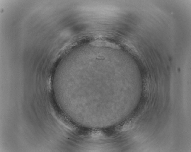 X0000088390262200706121217