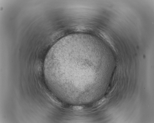 X0000088390265200706121217