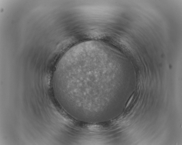 X0000088390268200706121217