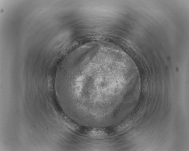 X0000088390270200706121217