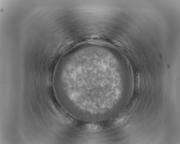 X0000088390272200706121217