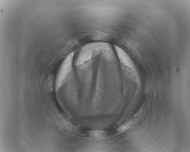 X0000088390273200706121217