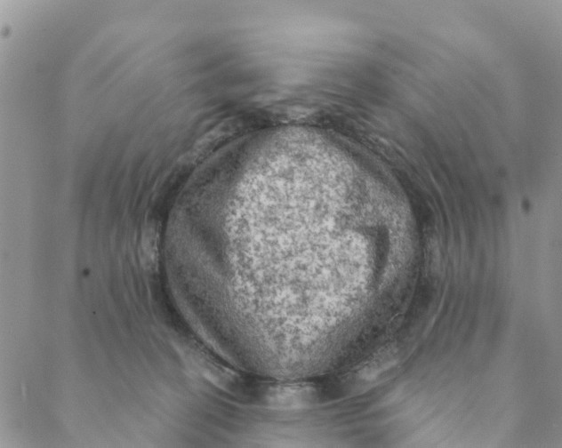 X0000088390274200706121217