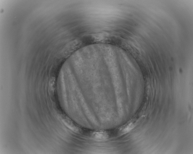 X0000088390275200706121217