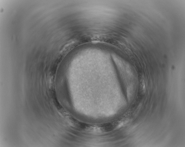 X0000088390276200706121217