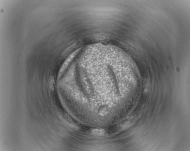 X0000088390279200706121217