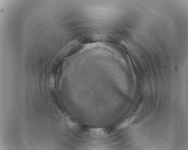 X0000088390281200706121217