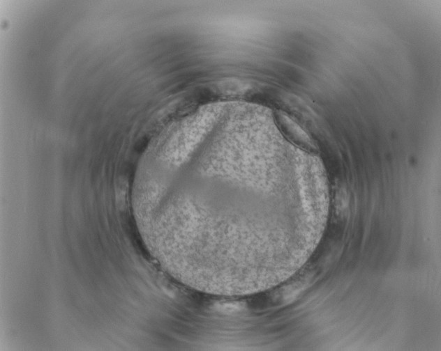 X0000088390283200706121217