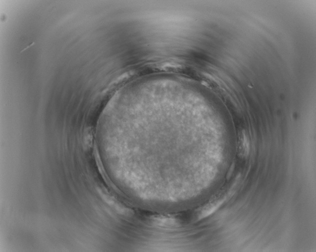 X0000088390284200706121218