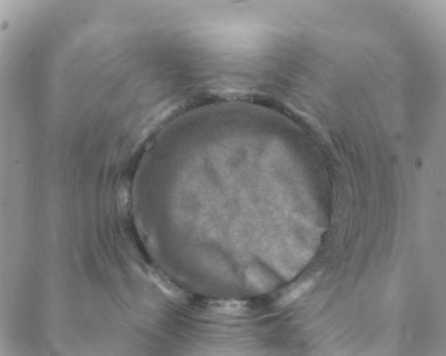 X0000088390288200706121218