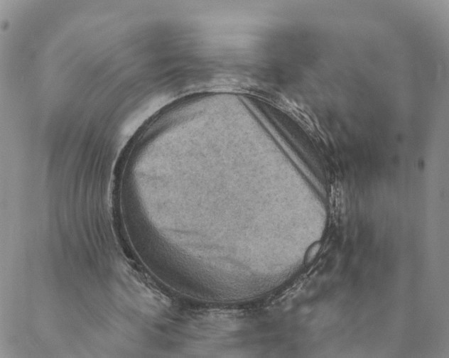 X0000088390292200706121217