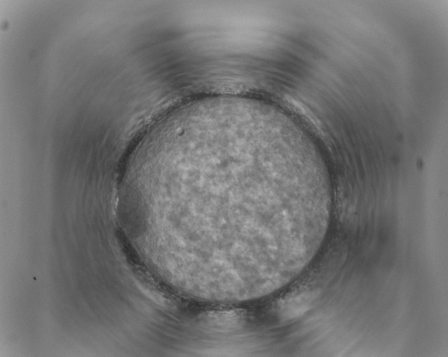 X0000088390307200706121216