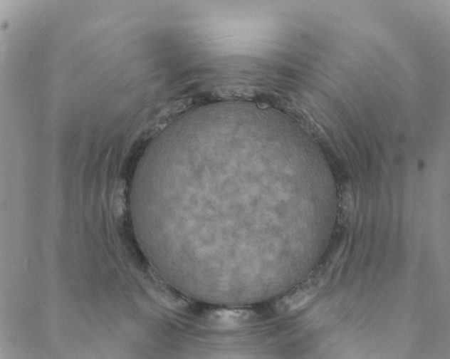 X0000088390323200706121216