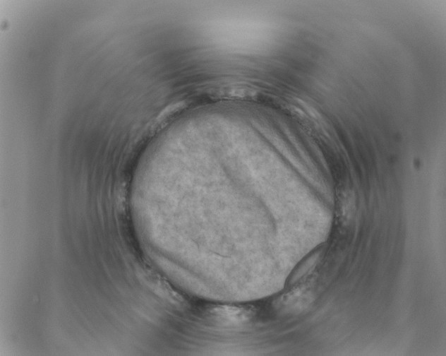 X0000088390326200706121216