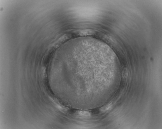 X0000088390327200706121216