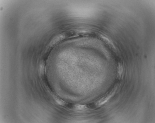 X0000088390333200706121216