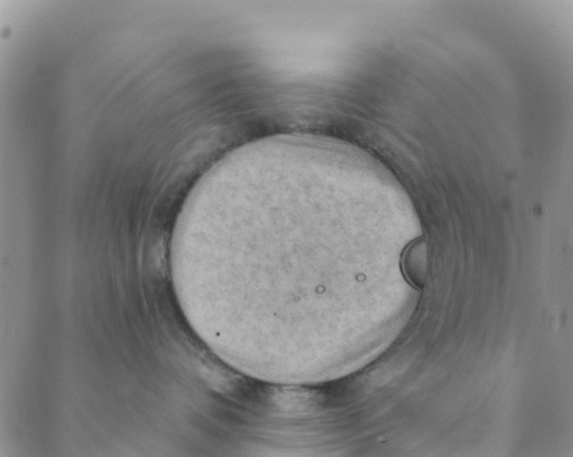 X0000088390336200706121216