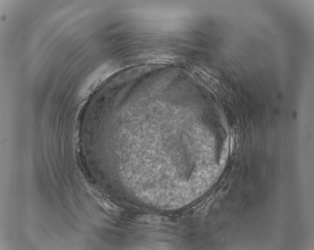 X0000088390339200706121215