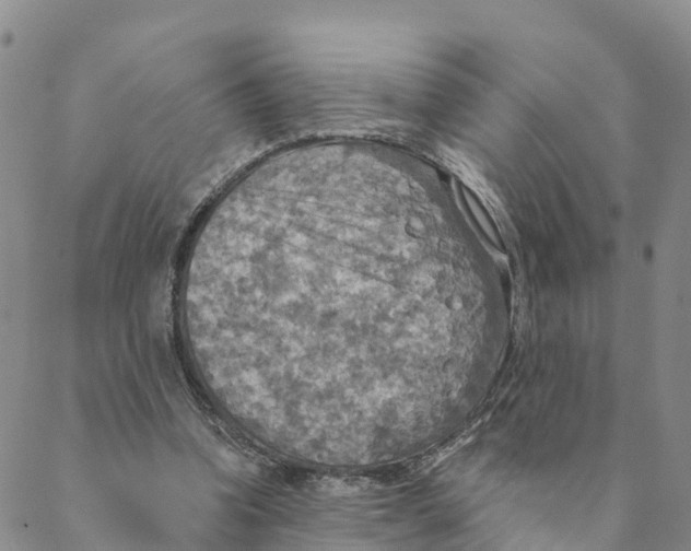 X0000088390346200706121215