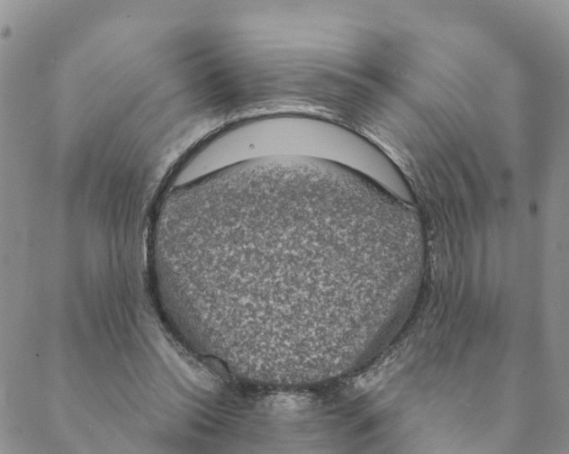 X0000088390350200706121215